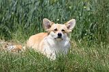 CORGI PEMBROKE 443
